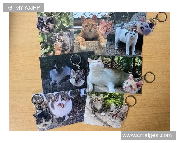 猫咪如何通过努力训练与机遇成为足球场上的明星宠物 猫咪如何通过努力训练与机遇成为足球场上的明星宠物